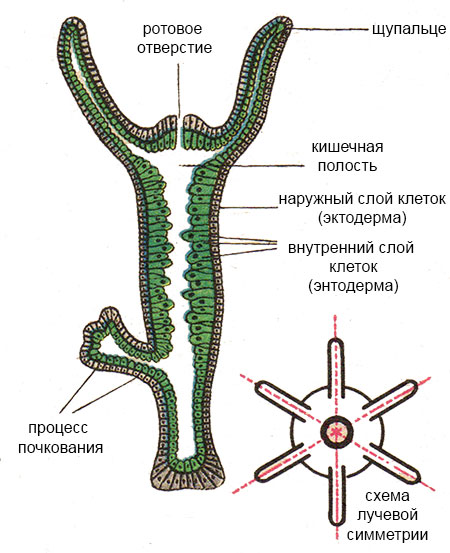 Мега или кракен